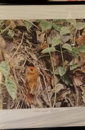 Nature Painting 01